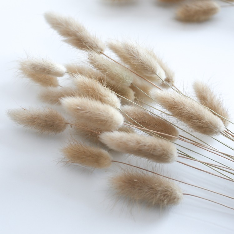 50pc Tail Grass Natural Pampas Grass Dried Flower Bouquet Home Decoration Accessories Artificial Flowers Natural Plants