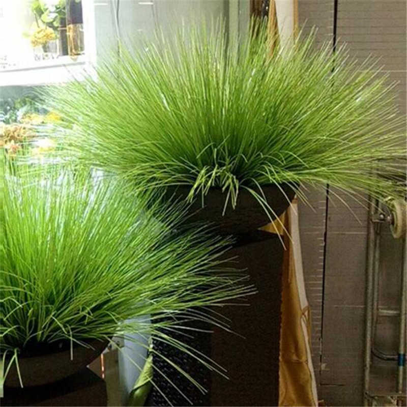 Artificial Flower 1 Piece 60cm Simulation Onion Leaves Grass Silk Fake Plant Home Decoration, Milky white
Artificial Flower 1 Piece 60cm Simulation Onion Leaves Grass Silk Fake Plant Home Decoration, Milky white
