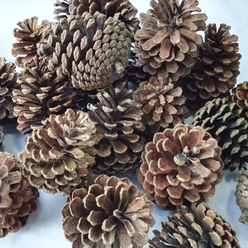 Mini Decorative Pinecone Pine Cones Pinecone For Christmas Tree Toppers Vase Bowl Filler Displays Crafts Home Ornaments Decor
Mini Decorative Pinecone Pine Cones Pinecone For Christmas Tree Toppers Vase Bowl Filler Displays Crafts Home Ornaments Decor