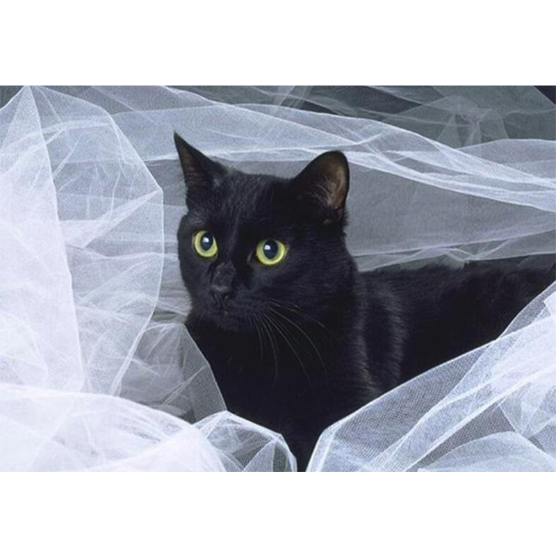 Full Square/round 5D DIY Diamond Painting Wedding black cat pictures Diamond Embroidery Sale Rhinestones Mosaic Decoration AZ605
Full Square/round 5D DIY Diamond Painting Wedding black cat pictures Diamond Embroidery Sale Rhinestones Mosaic Decoration AZ605