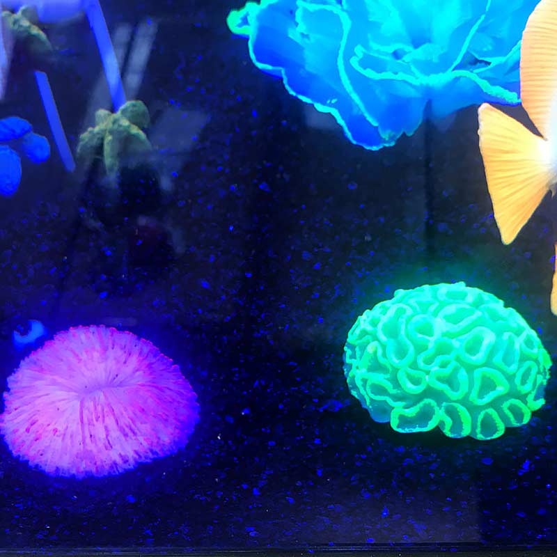 Artificial Aquarium Fake Coral Sawgrass Plant Underwater Aquatic Ornament Aquarium Decoration landscape Accessory Plants
Artificial Aquarium Fake Coral Sawgrass Plant Underwater Aquatic Ornament Aquarium Decoration landscape Accessory Plants