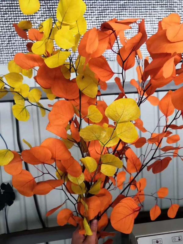 5 Bundles Preserved Dyed Colors Apple Leaf Leaves Branch For Bouquet Wreath Garland Making Wedding Party Flower Craft DIY, Color-4
5 Bundles Preserved Dyed Colors Apple Leaf Leaves Branch For Bouquet Wreath Garland Making Wedding Party Flower Craft DIY, Color-4