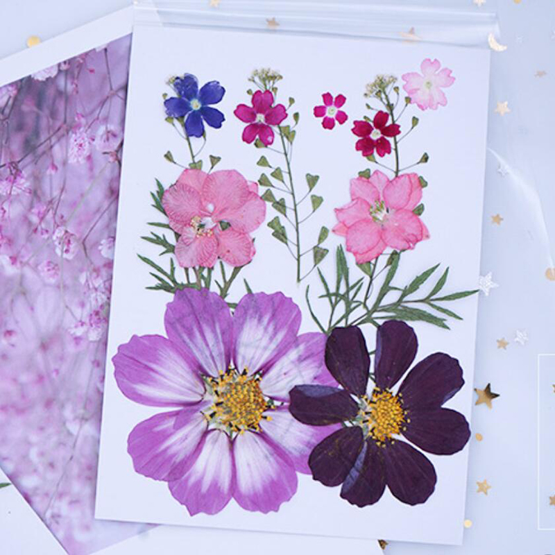 Real Pressed Flower Dried Flowers Jewellery Scrapbooking Phone Case Mixed for Resin Orchid Flower Head Party Lots, Blue
Real Pressed Flower Dried Flowers Jewellery Scrapbooking Phone Case Mixed for Resin Orchid Flower Head Party Lots, Blue