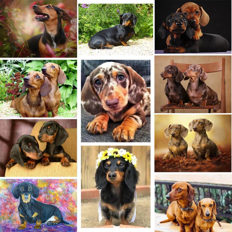 Diy 5d diamond painting Dachshund rhinestones full square drill diamond embroidery animal cute Dog cross stitch mosaic pattern 
Diy 5d diamond painting Dachshund rhinestones full square drill diamond embroidery animal cute Dog cross stitch mosaic pattern