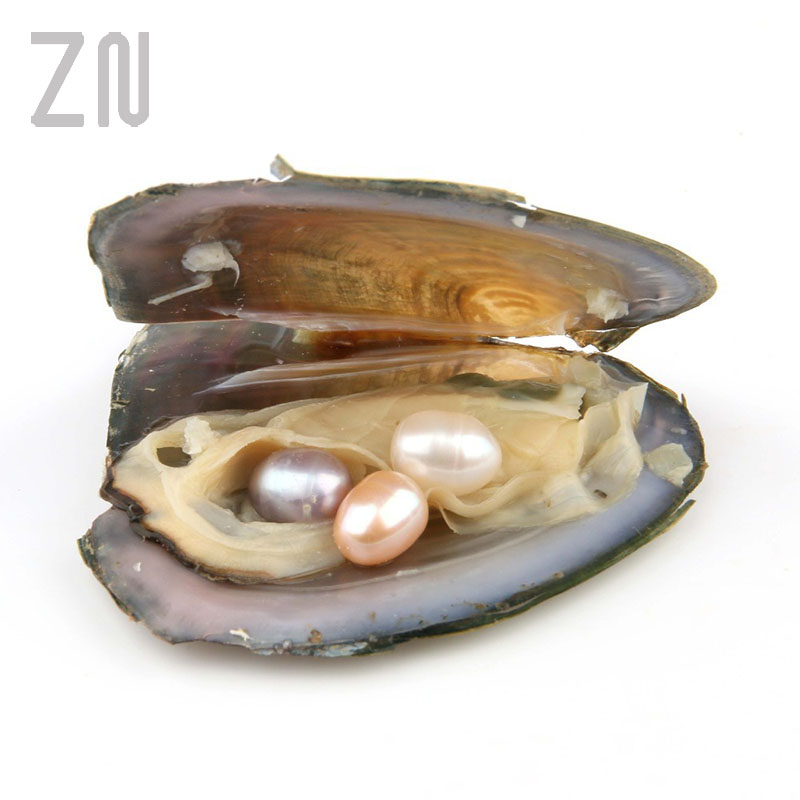 Individually Wrapped Oysters with Large Pearl Natural Freshwater Pearl Gifts Mussels of Different Quantities of Pearls
Individually Wrapped Oysters with Large Pearl Natural Freshwater Pearl Gifts Mussels of Different Quantities of Pearls