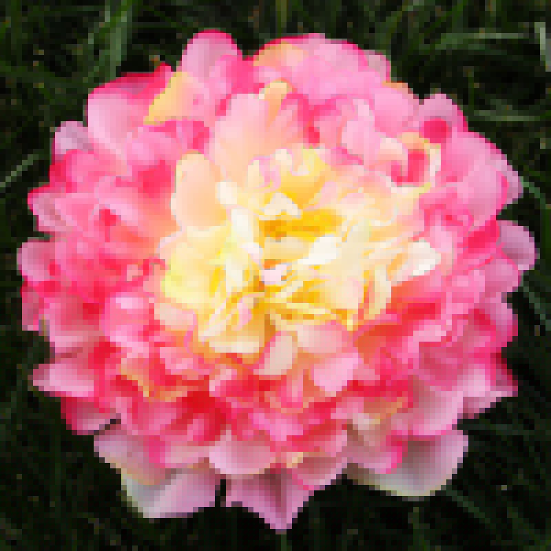 Multi-layer 18cm big peony high-grade artificial flower fake flower wedding home wall background decoration manual DIY, Purple
Multi-layer 18cm big peony high-grade artificial flower fake flower wedding home wall background decoration manual DIY, Purple