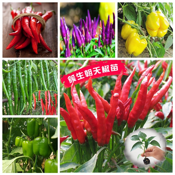 Garden Decorations 100pcs chilli, hot pepper Vegetable Flower Seeds for Bonsai Plants Organic Non-GMO Delicious Tasty Fresh Juicy Planting S
Garden Decorations 100pcs chilli, hot pepper Vegetable Flower Seeds for Bonsai Plants Organic Non-GMO Delicious Tasty Fresh Juicy Planting S