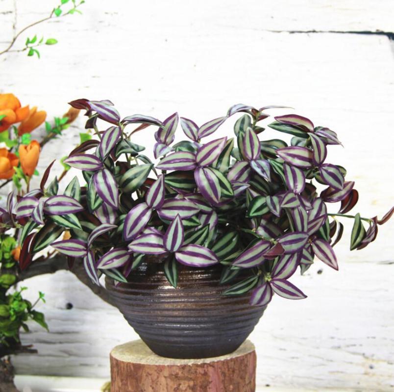 5pcs Artificial Zebrina Commelina Leaf Branch Greenery For Plant Wall Background Wedding Party Home Office Bar Decorative, Green
5pcs Artificial Zebrina Commelina Leaf Branch Greenery For Plant Wall Background Wedding Party Home Office Bar Decorative, Green