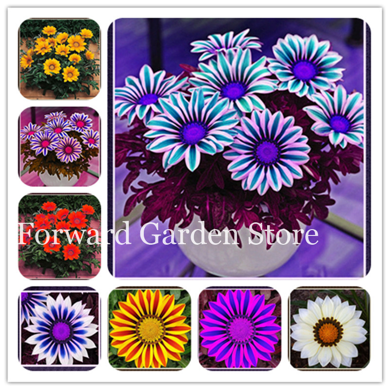100Pcs seeds Gorgeous Gazania Rigens Bonsai, Flower Plant Popular Africa Home Garden Supplies Indoor Outdoor Plant Natural Growth Variety of Colors Aerobic Potted
100Pcs seeds Gorgeous Gazania Rigens Bonsai, Flower Plant Popular Africa Home Garden Supplies Indoor Outdoor Plant Natural Growth Variety of Colors Aerobic Potted