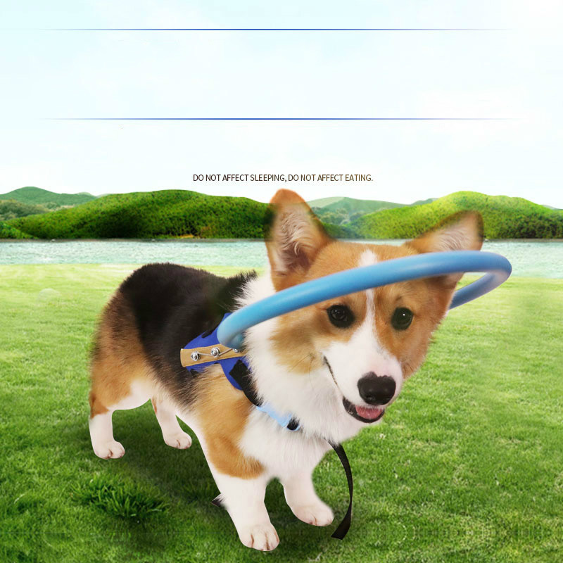 Tyteps Blind Pet Anti-collision Ring Scorpion Cataract Animal Protection Circle Guide Dog Harness For Small Puppy Dogs Yorkies T200330
Tyteps Blind Pet Anti-collision Ring Scorpion Cataract Animal Protection Circle Guide Dog Harness For Small Puppy Dogs Yorkies T200330