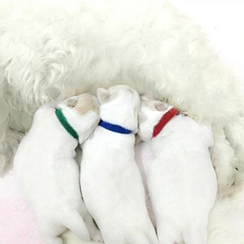 12pcs/set Pet Nylon Collar Identification Collar Multicolor Adjustable Size 35CM X 1.0CM
12pcs/set Pet Nylon Collar Identification Collar Multicolor Adjustable Size 35CM X 1.0CM