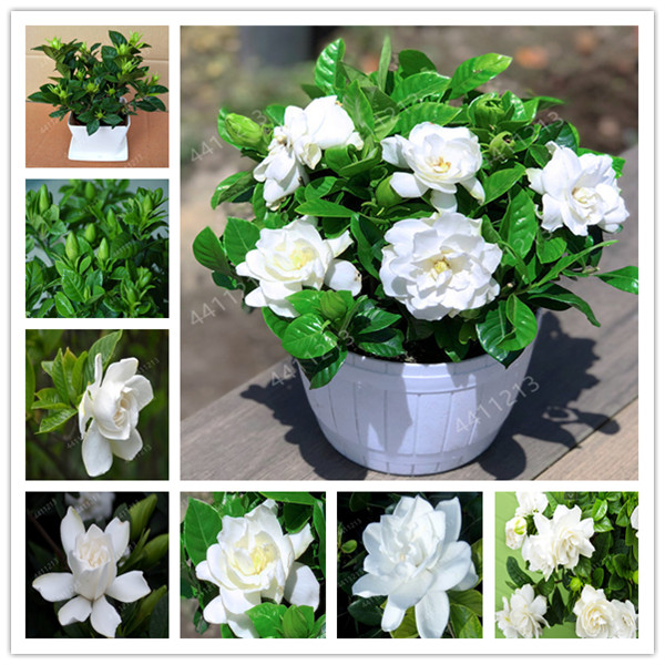 20pcs seeds bonsai Gardenia Jasmine Home Garden Potted plants, amazing smell & beautiful flowers Fast Growing Planting Season Purify The Air Absorb Harmful Gases
20pcs seeds bonsai Gardenia Jasmine Home Garden Potted plants, amazing smell & beautiful flowers Fast Growing Planting Season Purify The Air Absorb Harmful Gases