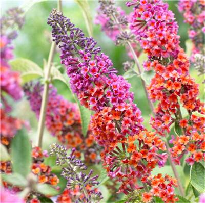 100 pcs seeds / Pack Buddleia Plants Bonsai Herbs Butterfly Bush Flowers Perennial Plants Potted Plants for Home Garden
100 pcs seeds / Pack Buddleia Plants Bonsai Herbs Butterfly Bush Flowers Perennial Plants Potted Plants for Home Garden