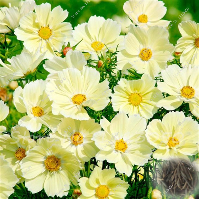 100 Pcs seeds Cosmos Bonsai Flower plants, Fast Growing Planting Season Coreopsis drummondii, color Coreopsis, Garden Supplies Purify The Air Absorb Harmful Gases
100 Pcs seeds Cosmos Bonsai Flower plants, Fast Growing Planting Season Coreopsis drummondii, color Coreopsis, Garden Supplies Purify The Air Absorb Harmful Gases