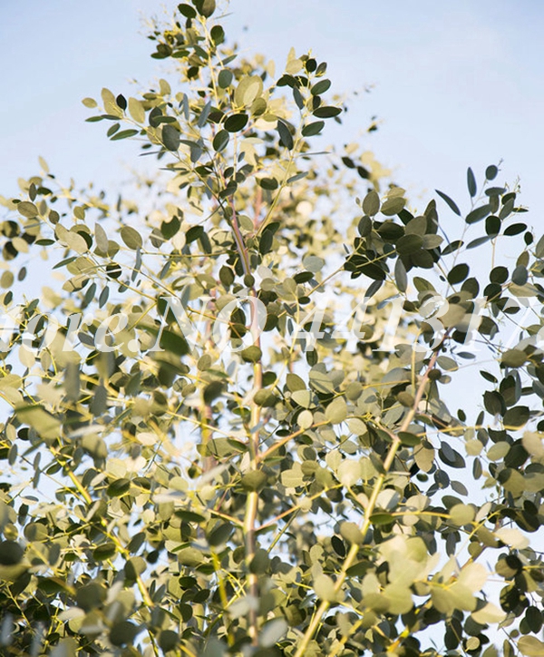 100 Pcs Hawaii Eucalyptus seeds Tree Hawaii Eucalyptus Tree, Ornamental Tree Exotic Bonsai Natural Growth Home Garden Ornaments Plant Natural Growth
100 Pcs Hawaii Eucalyptus seeds Tree Hawaii Eucalyptus Tree, Ornamental Tree Exotic Bonsai Natural Growth Home Garden Ornaments Plant Natural Growth