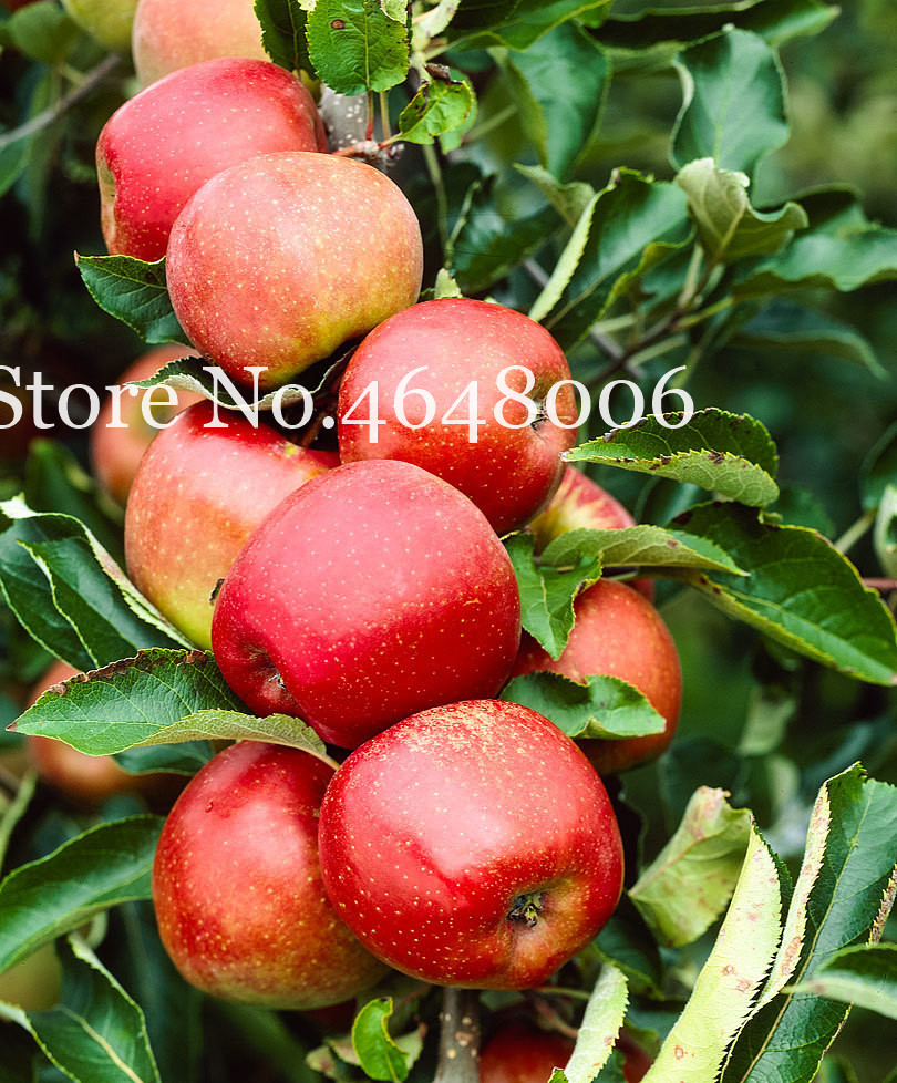 20 Pcs seeds Four Seasons Dwarf Apple Tree Bonsai Miniature Balcony Vegetables Fruits Sweet Plant Home Garden Decorative Landscaping Radiation Protection
20 Pcs seeds Four Seasons Dwarf Apple Tree Bonsai Miniature Balcony Vegetables Fruits Sweet Plant Home Garden Decorative Landscaping Radiation Protection