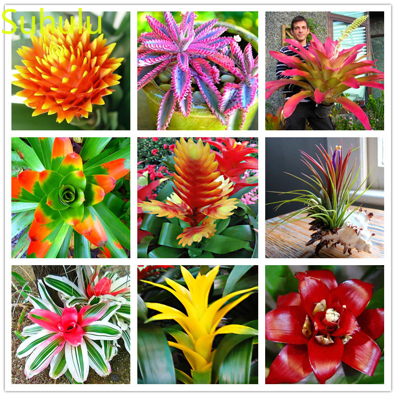 100pcs Bromeliad Seeds Garden Indoor Flowers Balcony & Courtyard Purifying Air Bonsai Plant For Garden Orchard
100pcs Bromeliad Seeds Garden Indoor Flowers Balcony & Courtyard Purifying Air Bonsai Plant For Garden Orchard