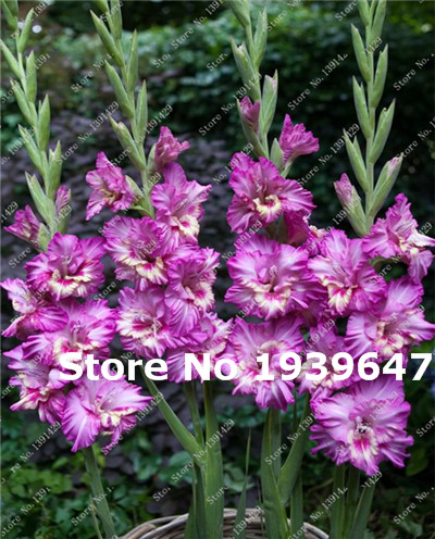 100 Pcs Multi Color-Gladiolus Flower 95% Germination, DIY Aerobic Vase, Garden Supplies Fast Growing Planting Season Purify The Air Absorb Harmful Gases Fresh Showy
100 Pcs Multi Color-Gladiolus Flower 95% Germination, DIY Aerobic Vase, Garden Supplies Fast Growing Planting Season Purify The Air Absorb Harmful Gases Fresh Showy