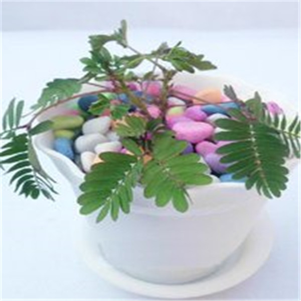 100pcs Mimosa pudica Bashfulgrass grass Flower Seeds for Bonsai Plants Garden Decorations Organic Non-GMO Absorb Harmful Gases Beautifying And Air Purification
100pcs Mimosa pudica Bashfulgrass grass Flower Seeds for Bonsai Plants Garden Decorations Organic Non-GMO Absorb Harmful Gases Beautifying And Air Purification