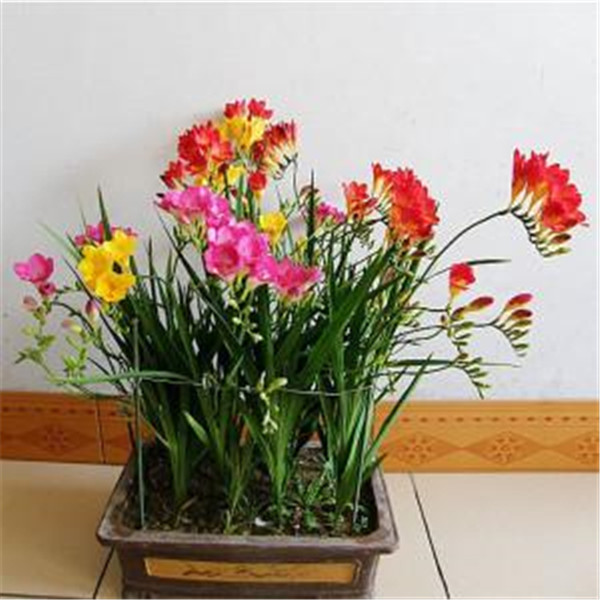 100pcs Freesia Flower Seeds for Patio Lawn Garden Supplies The Budding Rate 95% Bonsai Plants Purify The Air Absorb Harmful Gases Natural Growth Variety of Colors
100pcs Freesia Flower Seeds for Patio Lawn Garden Supplies The Budding Rate 95% Bonsai Plants Purify The Air Absorb Harmful Gases Natural Growth Variety of Colors