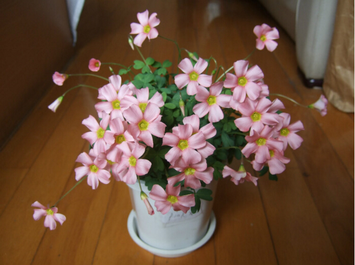 100pcs Seeds Rare Exotic Rainbow Oxalis Sorrel Wood Bonsai Flower Plants Shawls Purple Clover Perennial Clover Outdoor Home Garden
100pcs Seeds Rare Exotic Rainbow Oxalis Sorrel Wood Bonsai Flower Plants Shawls Purple Clover Perennial Clover Outdoor Home Garden