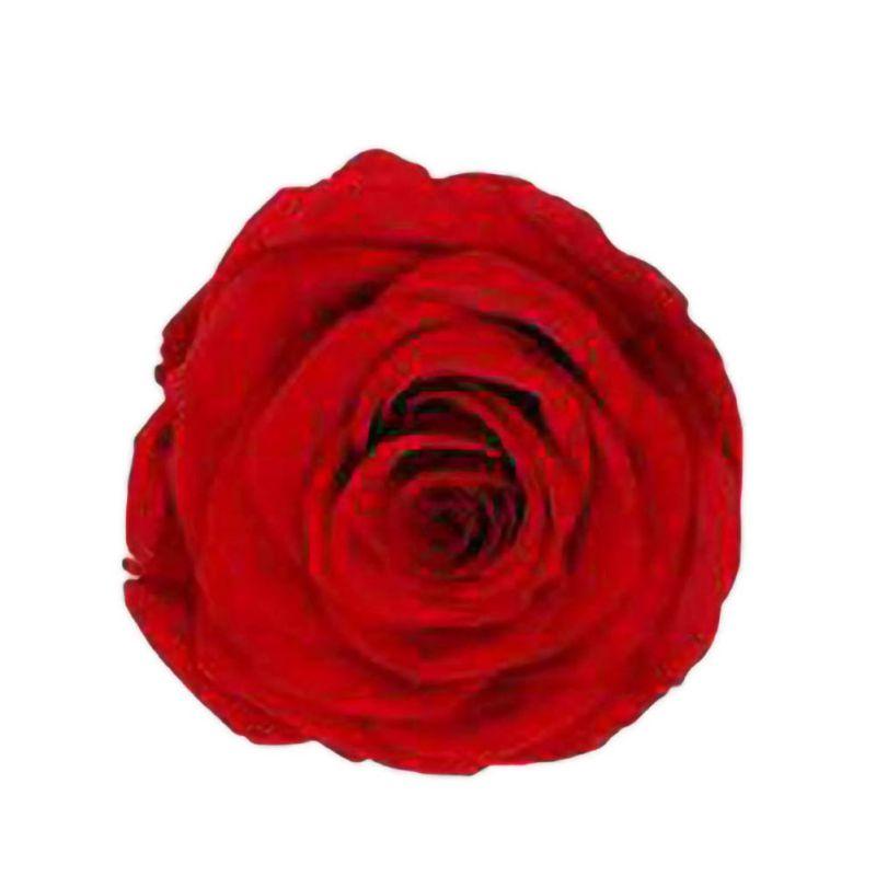 Preserved Flower Immortal Rose Flower 5-6cm DIY Eternal Life Valentine Wedding Material Level B 6pcs / Box, Yellow
Preserved Flower Immortal Rose Flower 5-6cm DIY Eternal Life Valentine Wedding Material Level B 6pcs / Box, Yellow