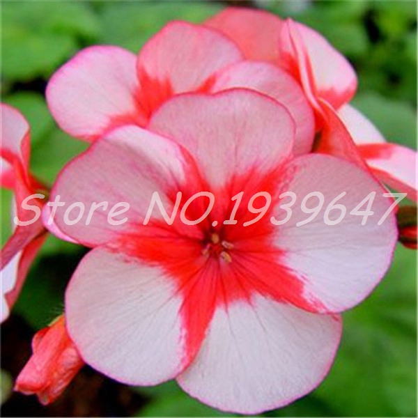 100pcs seeds / Bag Geranium Plant Bonsai Cheap Pelargonium Perennial Garden Flowers Peltatum Potted Geraniums Natural Growth Variety of Colo
100pcs seeds / Bag Geranium Plant Bonsai Cheap Pelargonium Perennial Garden Flowers Peltatum Potted Geraniums Natural Growth Variety of Colo
