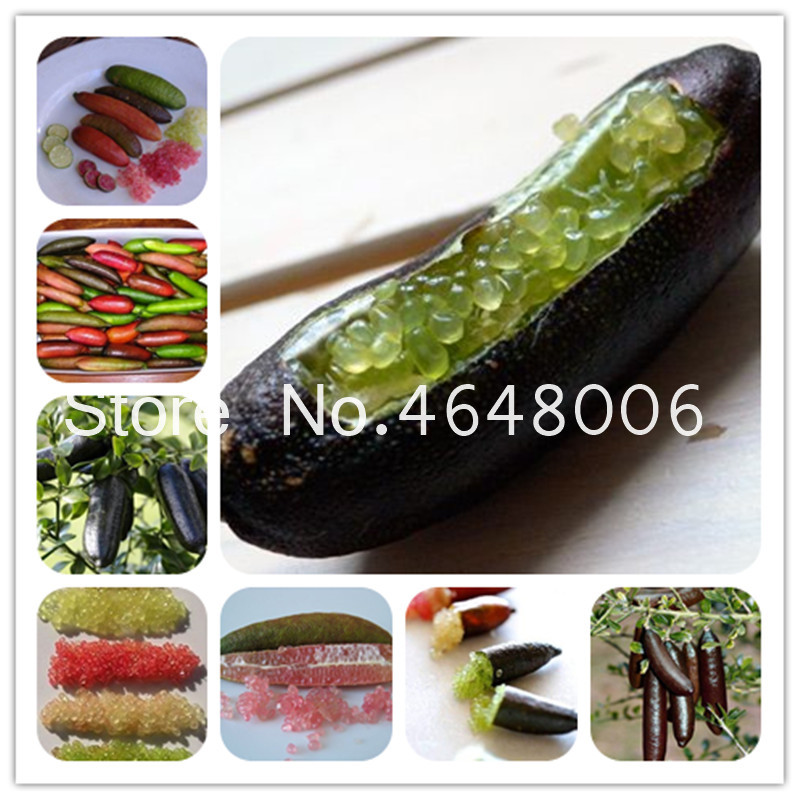 30 Pcs Finger Limes Citrus Rare Pomegranate Bonsai Fruit Delicious Sweet Bonsai For Home Garden Plant Mix Colors Natural Growth Variety of Colors Aerobic Potted
30 Pcs Finger Limes Citrus Rare Pomegranate Bonsai Fruit Delicious Sweet Bonsai For Home Garden Plant Mix Colors Natural Growth Variety of Colors Aerobic Potted