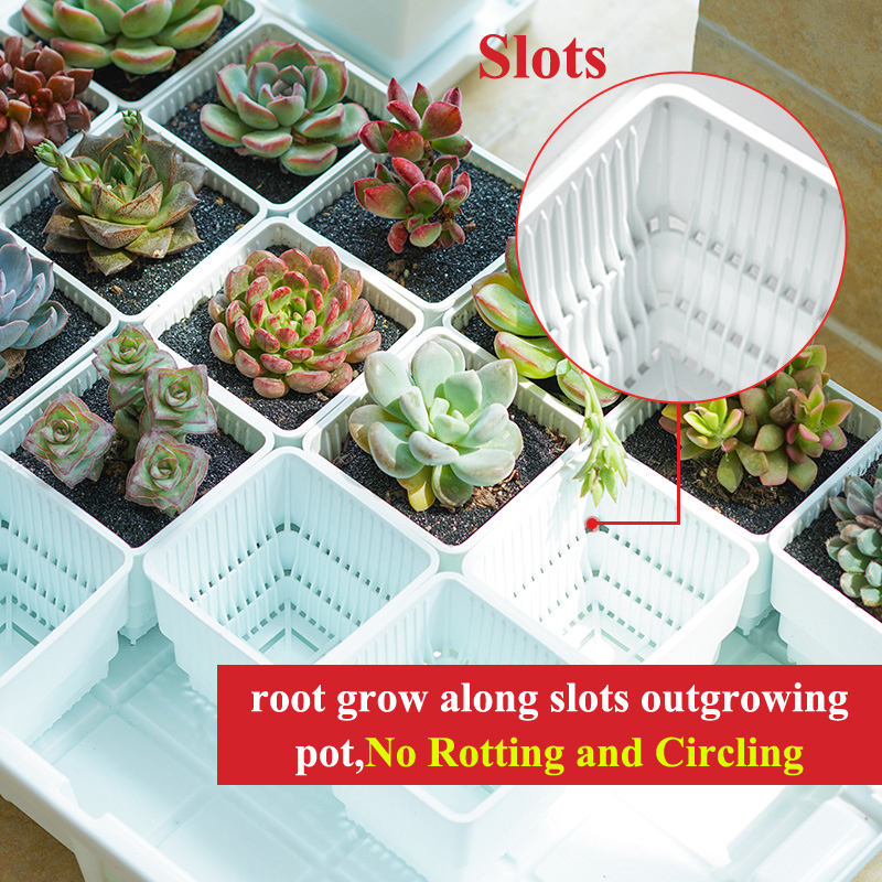 Meshpot 2 3 4 Inches Square Plastic Succulents Planter Pots With Tray Set,Nursery Pot Cactus Plant Pot Garden Pot LJ201222
Meshpot 2 3 4 Inches Square Plastic Succulents Planter Pots With Tray Set,Nursery Pot Cactus Plant Pot Garden Pot LJ201222