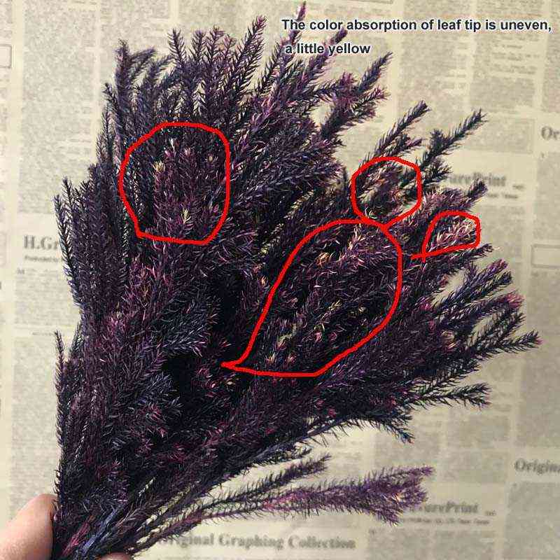 20-30CM/30g Real Dried Natural Fresh Forever Lycopodium Branches,Decorative Club Moss Bouquet,Dry preserved Eternal Grass,Home 220112