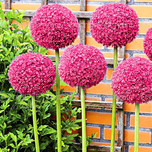 Garden Decorations 100pcs Giant Allium Giganteum Flower Seeds Bonsai Rare Plant for Home Courtyard Planting Variety of Colors Beautifying And Air Purification
Garden Decorations 100pcs Giant Allium Giganteum Flower Seeds Bonsai Rare Plant for Home Courtyard Planting Variety of Colors Beautifying And Air Purification