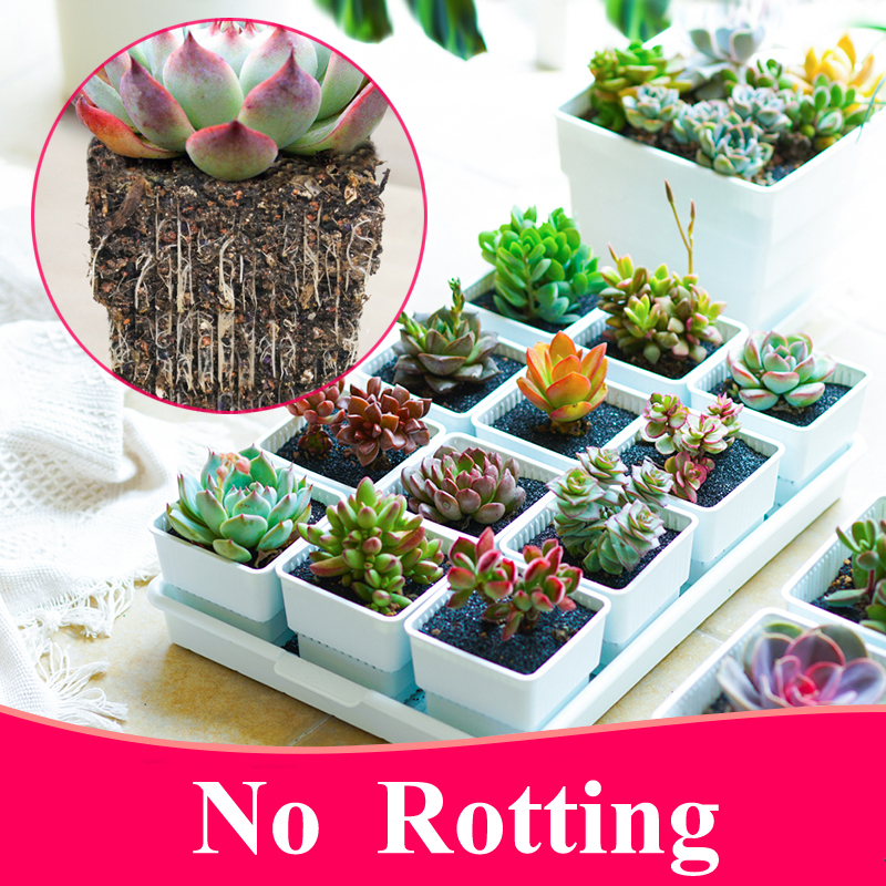Meshpot 2 3 4 Inches Square Plastic Succulents Planter Pots With Tray Set,Nursery Pot Cactus Plant Pot Garden Pot LJ201222