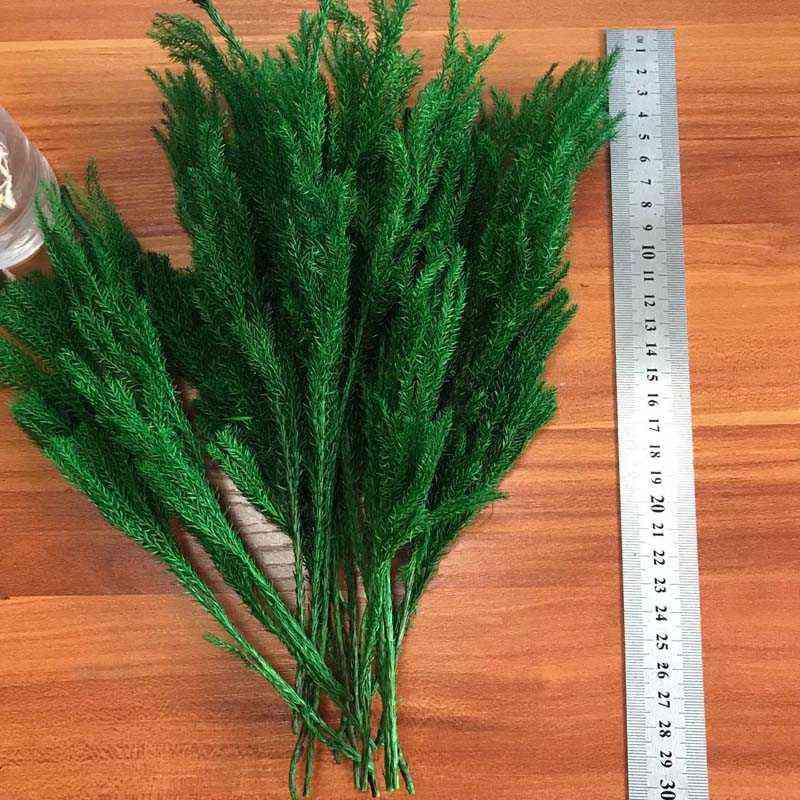 20-30CM/30g Real Dried Natural Fresh Forever Lycopodium Branches,Decorative Club Moss Bouquet,Dry preserved Eternal Grass,Home 220112