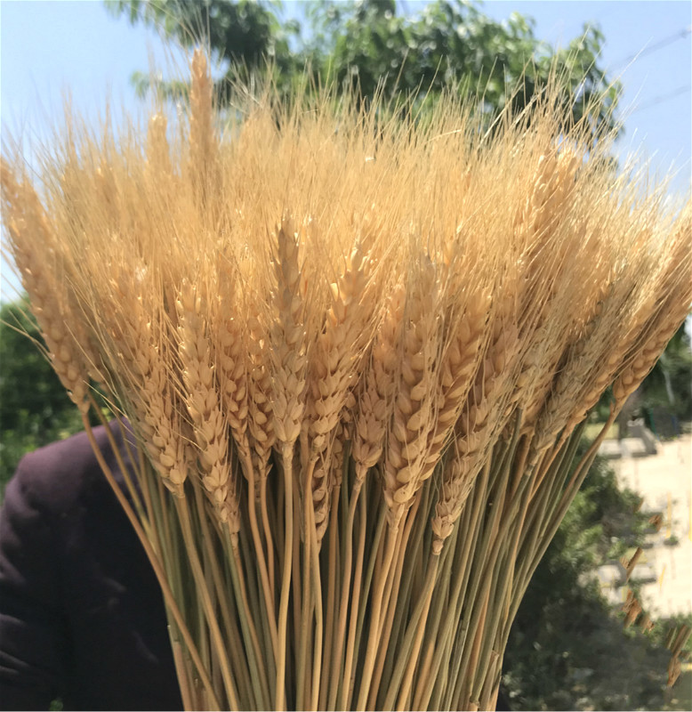 50pcs Natural Wheat Dried Flower Pastoral Style Plant Primary Color Wheat Modern Home Decor Wedding Decor Flower Arrangement
50pcs Natural Wheat Dried Flower Pastoral Style Plant Primary Color Wheat Modern Home Decor Wedding Decor Flower Arrangement