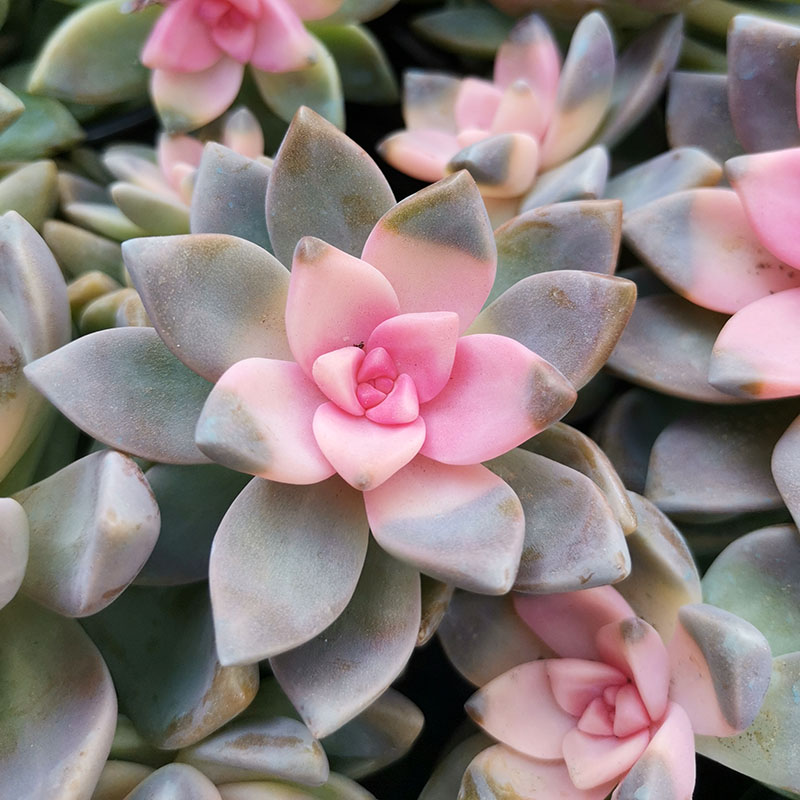 Light snow Real Flower Cactus Strange Succulents Garden decoration Bonsai Terrace Grass Office Home Landscape Planting
Light snow Real Flower Cactus Strange Succulents Garden decoration Bonsai Terrace Grass Office Home Landscape Planting