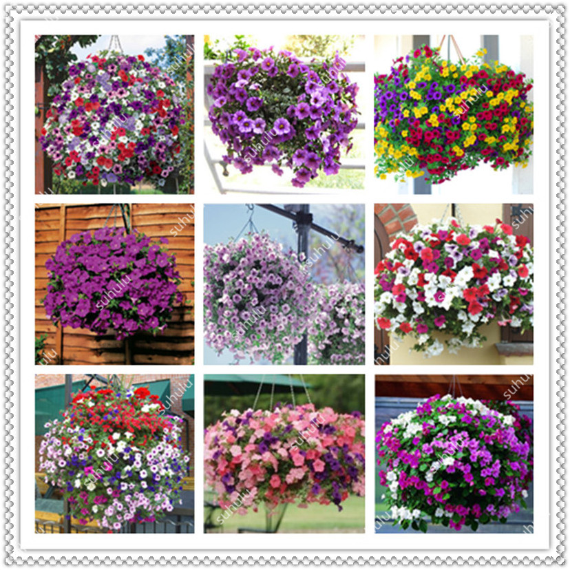 100 Pcs seeds Garden Hanging Petunia Bonsai Flowers Plant Pot For Balcony Bonsai Diy Plant Morning Glory For Home Garden Natural Growth Variety of Colors Fresh Showy
100 Pcs seeds Garden Hanging Petunia Bonsai Flowers Plant Pot For Balcony Bonsai Diy Plant Morning Glory For Home Garden Natural Growth Variety of Colors Fresh Showy