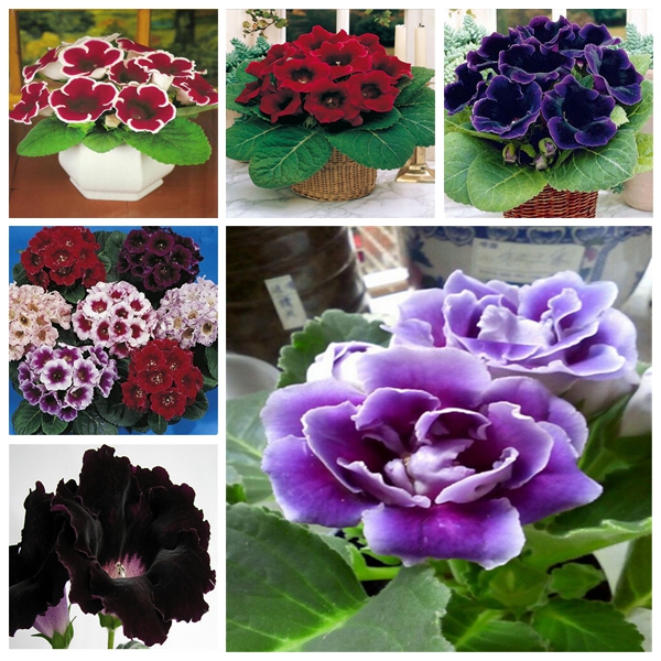 500pcs Gloxinia Flower Seeds Patio Lawn Garden Supplies Bonsai Plants All for a summer residence Natural Growth Variety of Colors Beautifying And Air Purification
500pcs Gloxinia Flower Seeds Patio Lawn Garden Supplies Bonsai Plants All for a summer residence Natural Growth Variety of Colors Beautifying And Air Purification