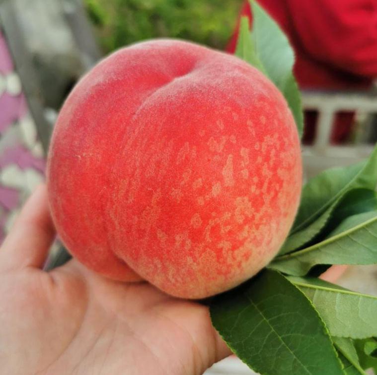 2 Pcs seeds Sweet peach Fruit for home garden Fast Growing Planting Season Absorb Harmful Gases The Budding Rate 95% Aerobic Potted Organic Non-GMO Delicious Tasty
2 Pcs seeds Sweet peach Fruit for home garden Fast Growing Planting Season Absorb Harmful Gases The Budding Rate 95% Aerobic Potted Organic Non-GMO Delicious Tasty