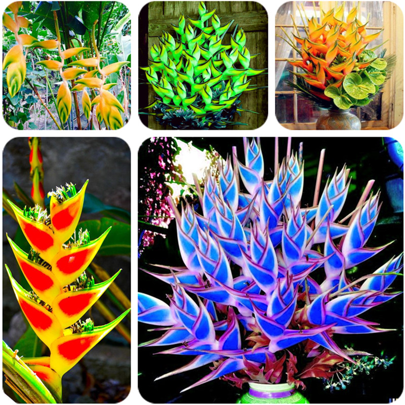100pcs / bag Heliconia Succulent Rare Perennial Herb bonsai plants Indoor Flower Pot For Garden Flore Pot, DIY Home Garden
100pcs / bag Heliconia Succulent Rare Perennial Herb bonsai plants Indoor Flower Pot For Garden Flore Pot, DIY Home Garden