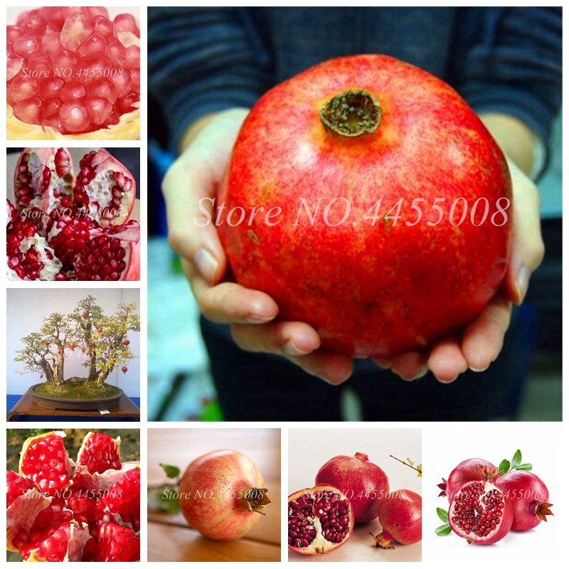 50pcs seeds / bag Garden Supplies Red Pomegranate Fruit Home Plant Outdoor Delicious Fruta Tree Bonsai Very Big &Sweet Planting Organic Non-GMO Delicious Tasty
50pcs seeds / bag Garden Supplies Red Pomegranate Fruit Home Plant Outdoor Delicious Fruta Tree Bonsai Very Big &Sweet Planting Organic Non-GMO Delicious Tasty