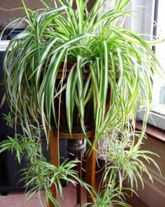 100pcs seeds / lot indoor chlorophytum bonsai absorb formaldehyde perennial potted plants indoor air purification plants Decorative Landscap
100pcs seeds / lot indoor chlorophytum bonsai absorb formaldehyde perennial potted plants indoor air purification plants Decorative Landscap