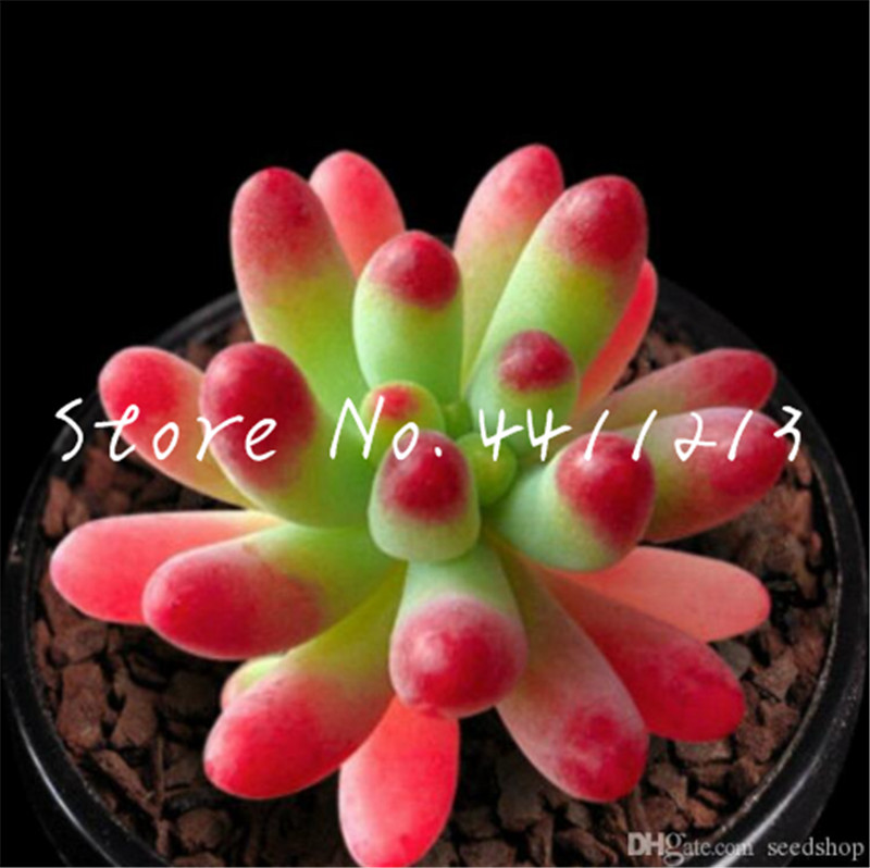 100 pcs seeds /bag The Budding Rate 95% Aerobic Potted Exotic Mini Succulent Cactus Natural Growth Perennial Herb bonsai plants Pot Flower Indoor For Garden Flore Pot
100 pcs seeds /bag The Budding Rate 95% Aerobic Potted Exotic Mini Succulent Cactus Natural Growth Perennial Herb bonsai plants Pot Flower Indoor For Garden Flore Pot