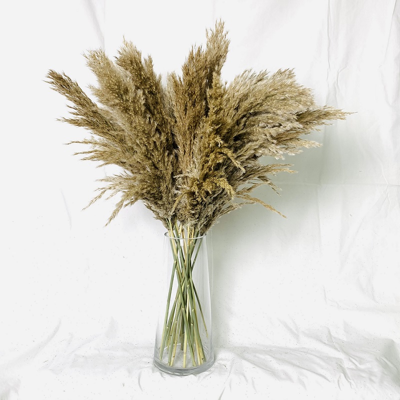 Pampas Grass Thinker Dried Pampas Grass Bouquet Wedding Decor Dried flowers Christmas Decor Home Decorative Artificial Flowers Fluffy Reed, Raw color
Pampas Grass Thinker Dried Pampas Grass Bouquet Wedding Decor Dried flowers Christmas Decor Home Decorative Artificial Flowers Fluffy Reed, Raw color