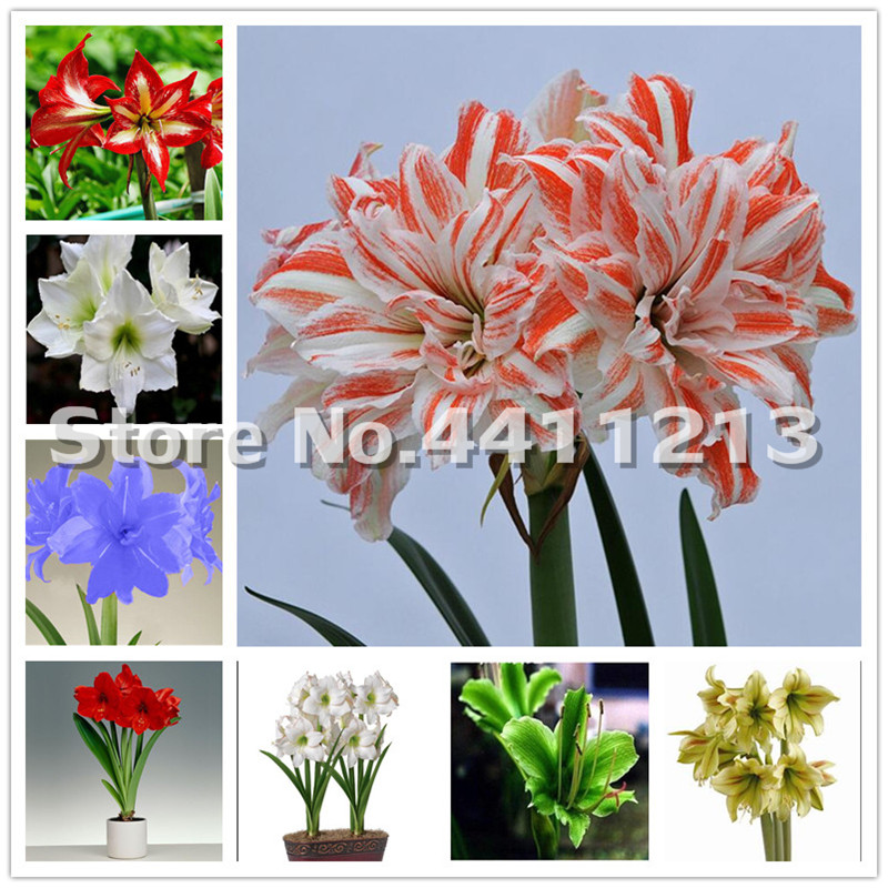 100 Pcs seeds Mixed Amaryllis Bonsai, Not Bulbs, Balcony Garden Lily Plant Bonsai Flower Pots For Home Indoor Beautifying And Air Purification The Germination Rate 95%
100 Pcs seeds Mixed Amaryllis Bonsai, Not Bulbs, Balcony Garden Lily Plant Bonsai Flower Pots For Home Indoor Beautifying And Air Purification The Germination Rate 95%