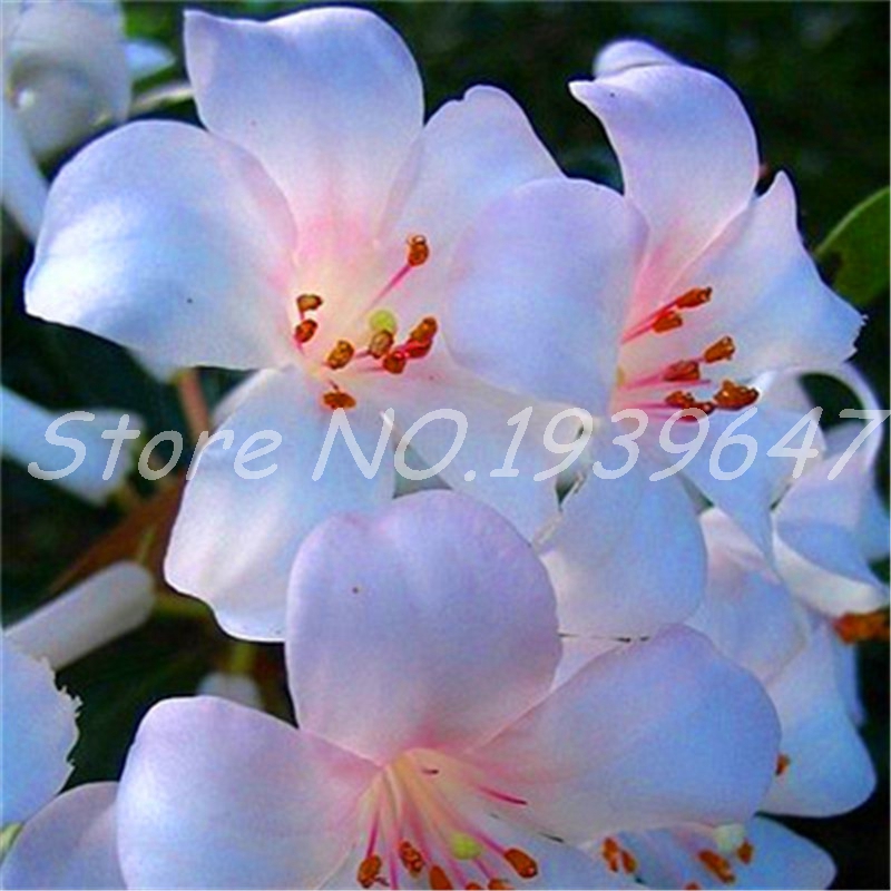 50 pcs seeds /bag Japanese Azalea Flower,Rhododendron Potted Plants,Bonsai Tree Plant Home Garden Easy to Grow Natural Growth Variety of Colors Aerobic Potted
50 pcs seeds /bag Japanese Azalea Flower,Rhododendron Potted Plants,Bonsai Tree Plant Home Garden Easy to Grow Natural Growth Variety of Colors Aerobic Potted
