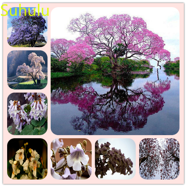New Variety 100pcs paulownia Tree Seeds Garden Indoor Flowers Balcony & Courtyard Purifying Air Bonsai Plant All for a summer residence
New Variety 100pcs paulownia Tree Seeds Garden Indoor Flowers Balcony & Courtyard Purifying Air Bonsai Plant All for a summer residence