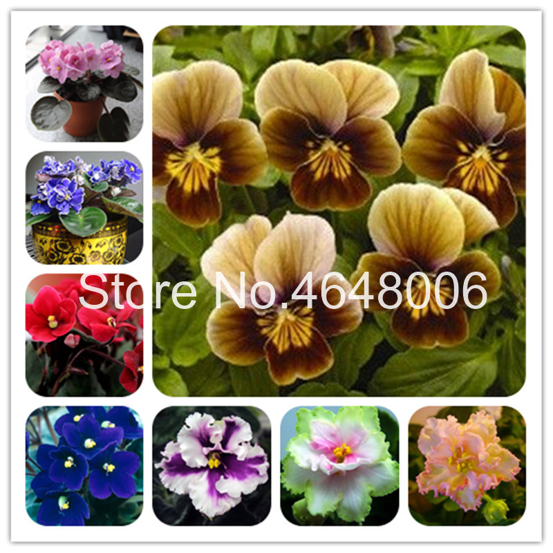 50 Pcs seeds Variety Of Colors Violet Bonsai,Rare Mini African Flower Garden Plants Perennial Herb Matthiola Incana Plant Flo Natural Growth Variety of Colors
50 Pcs seeds Variety Of Colors Violet Bonsai,Rare Mini African Flower Garden Plants Perennial Herb Matthiola Incana Plant Flo Natural Growth Variety of Colors