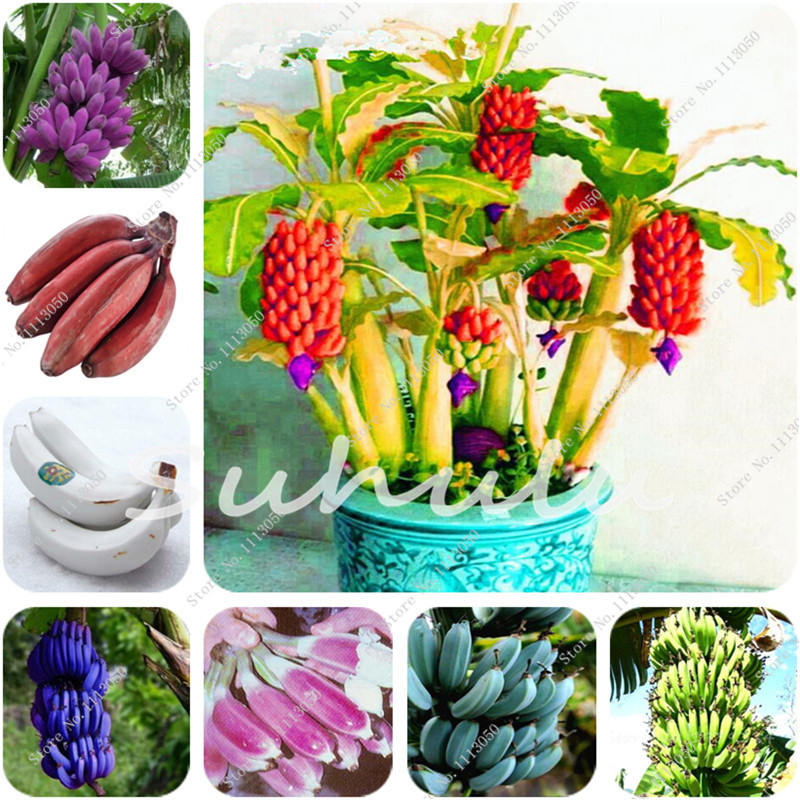 100pcs Seeds Dwarf Banana Tree Bonsai Rare Fruit Plants Mini Bonsai Perennial Flowering Plants For Home Garden Outdoor The Germination Rate 95% Delicious Tasty
100pcs Seeds Dwarf Banana Tree Bonsai Rare Fruit Plants Mini Bonsai Perennial Flowering Plants For Home Garden Outdoor The Germination Rate 95% Delicious Tasty