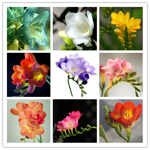 100pcs seeds / bag freesia garden, mixed color, lamps bonsai flower bulbs orchid flowers rhizome bulbous flowers The Germination Rate 95% Organic Non-GMO Fresh Showy
100pcs seeds / bag freesia garden, mixed color, lamps bonsai flower bulbs orchid flowers rhizome bulbous flowers The Germination Rate 95% Organic Non-GMO Fresh Showy