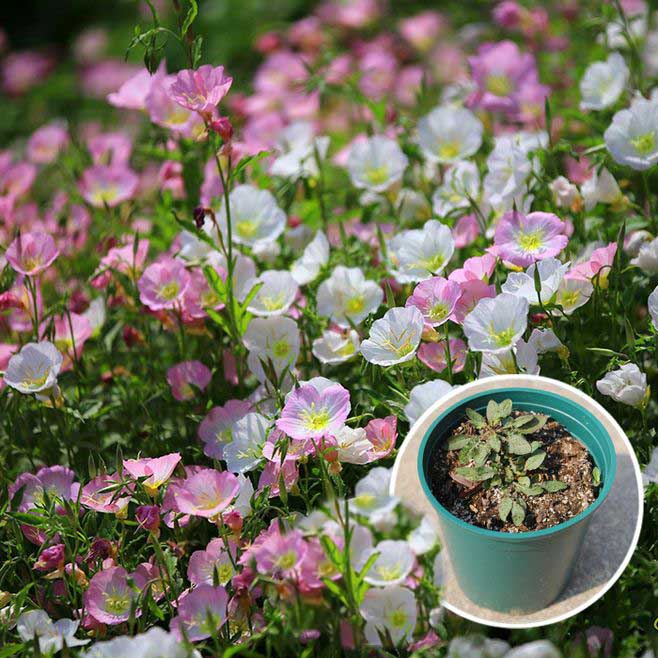 Garden Decorations 100PCS Evening Primrose Flower Seeds Bonsai Rare Plant for Home Courtyard Planting Sementes de Vegetable Raras
Garden Decorations 100PCS Evening Primrose Flower Seeds Bonsai Rare Plant for Home Courtyard Planting Sementes de Vegetable Raras